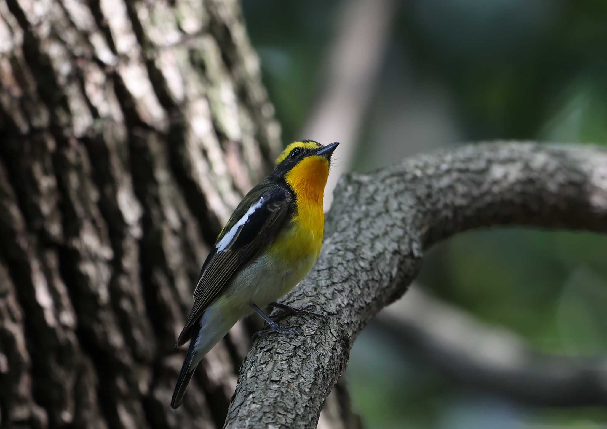 大阪城公園 キビタキの写真 by 蕾@sourai0443