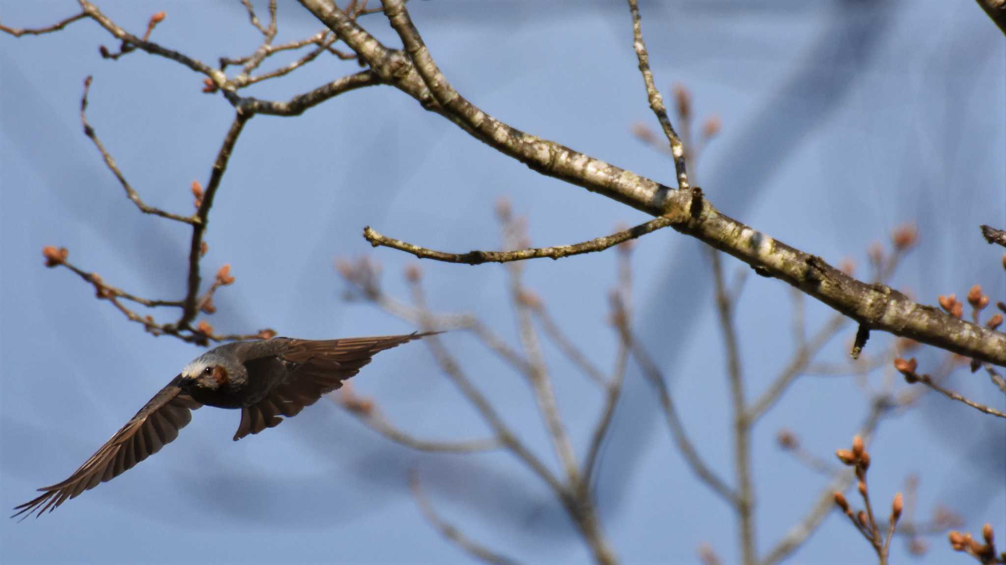 Photo of Brown-eared Bulbul at 八ヶ岳ふれあい公園 by ao1000