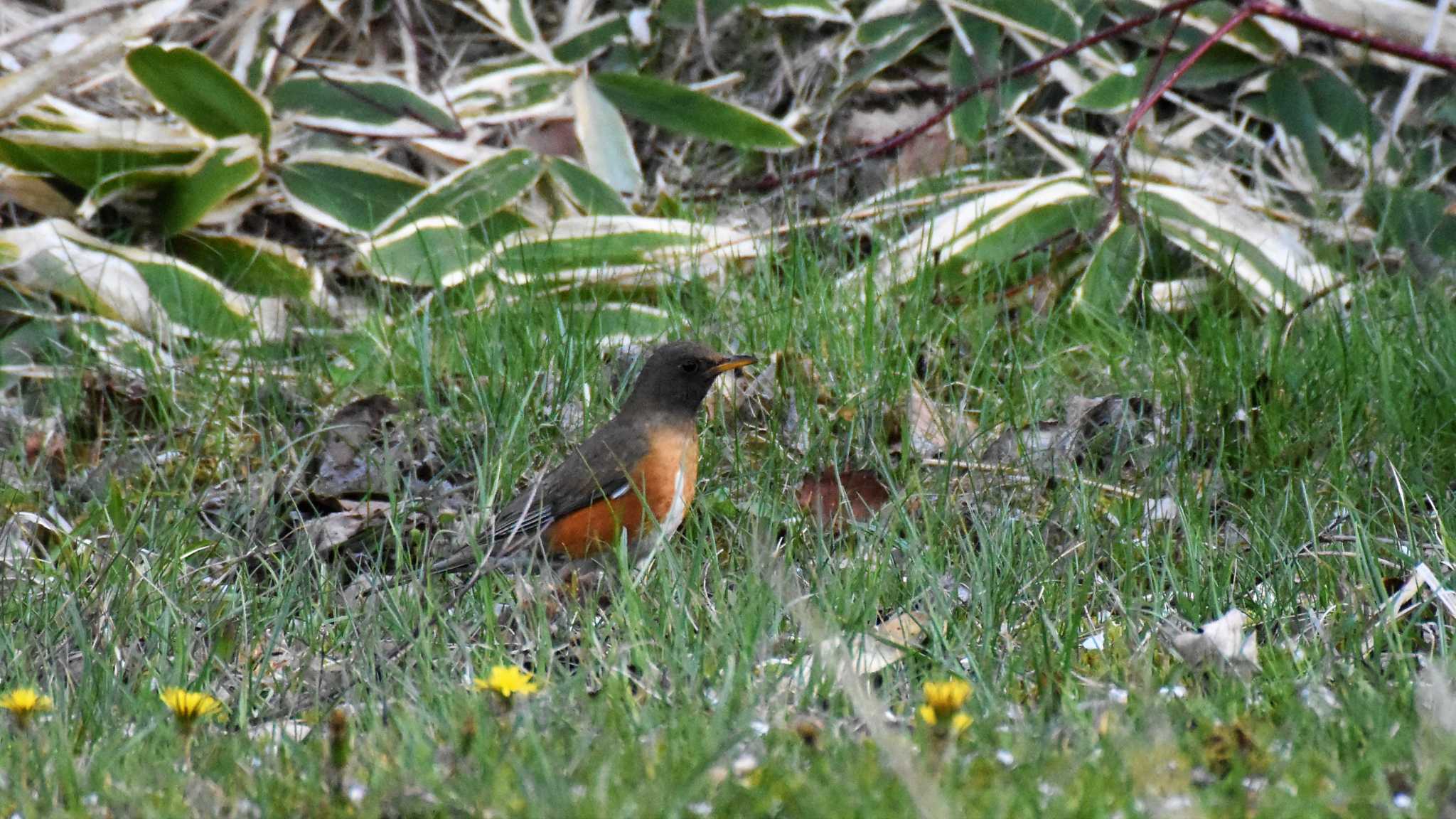 Photo of Brown-headed Thrush at 八ヶ岳ふれあい公園 by ao1000