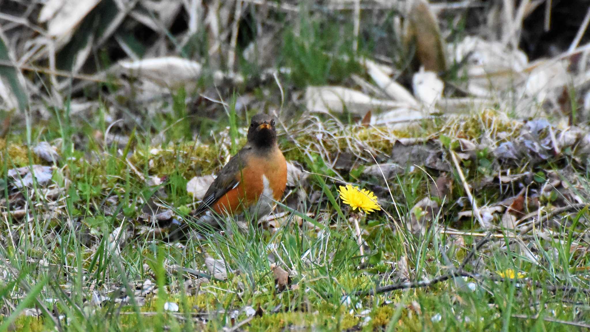 Photo of Brown-headed Thrush at 八ヶ岳ふれあい公園 by ao1000