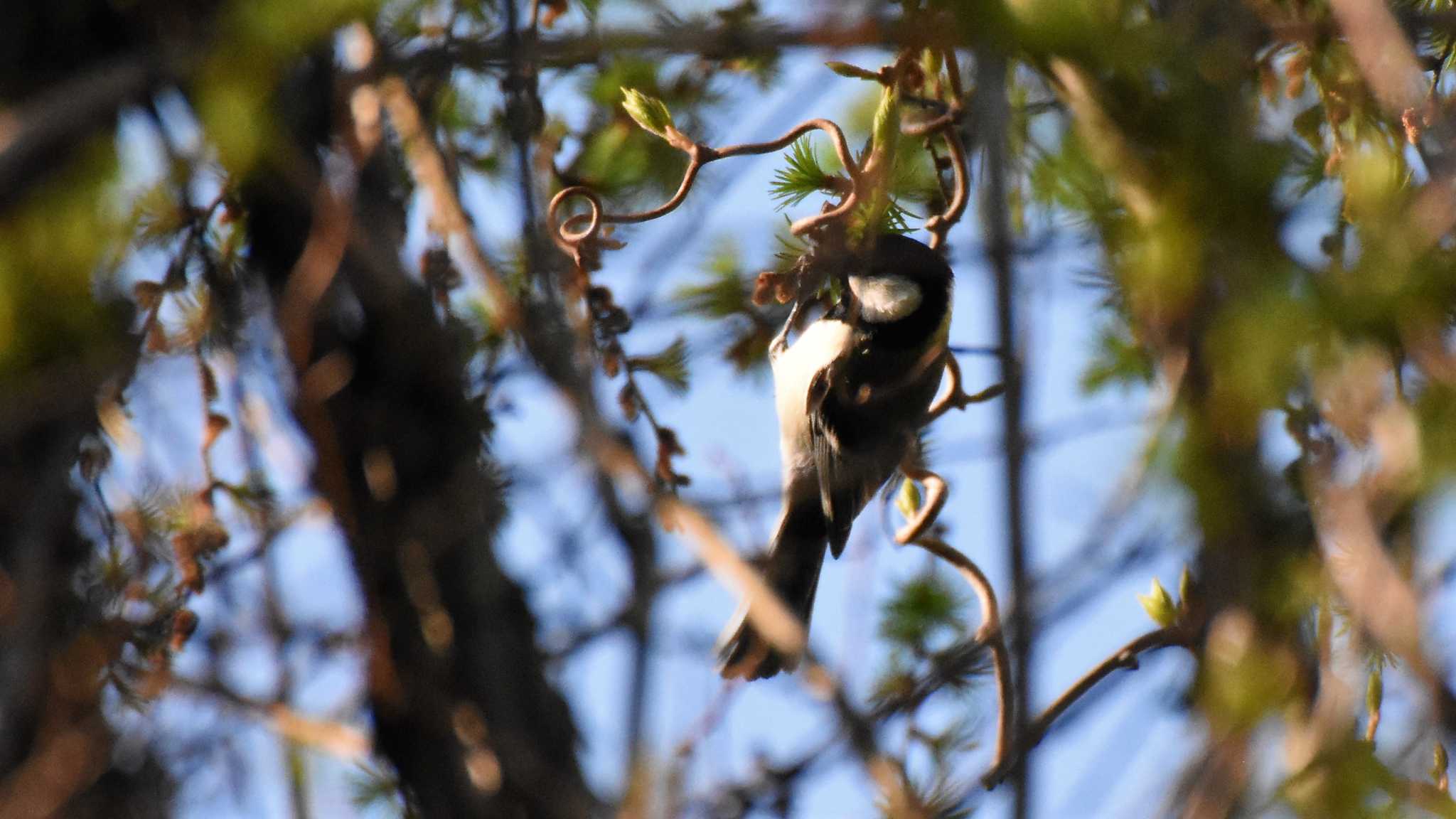 Photo of Japanese Tit at 八ヶ岳ふれあい公園 by ao1000