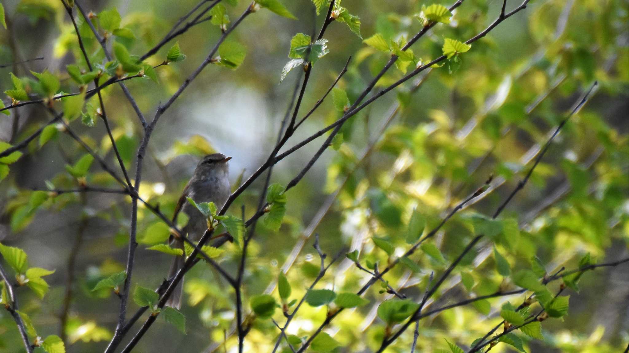 Japanese Bush Warbler