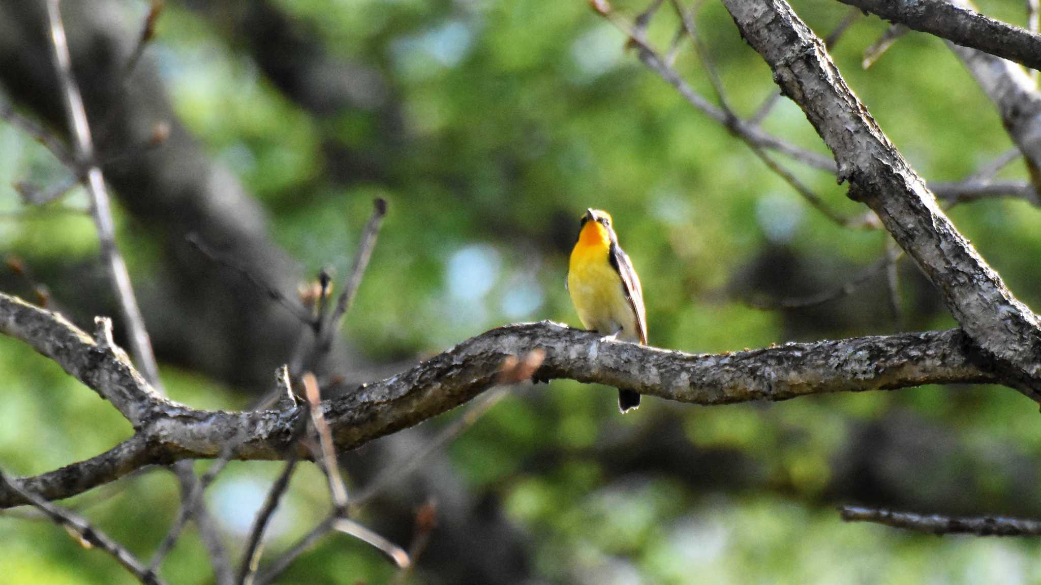 Narcissus Flycatcher