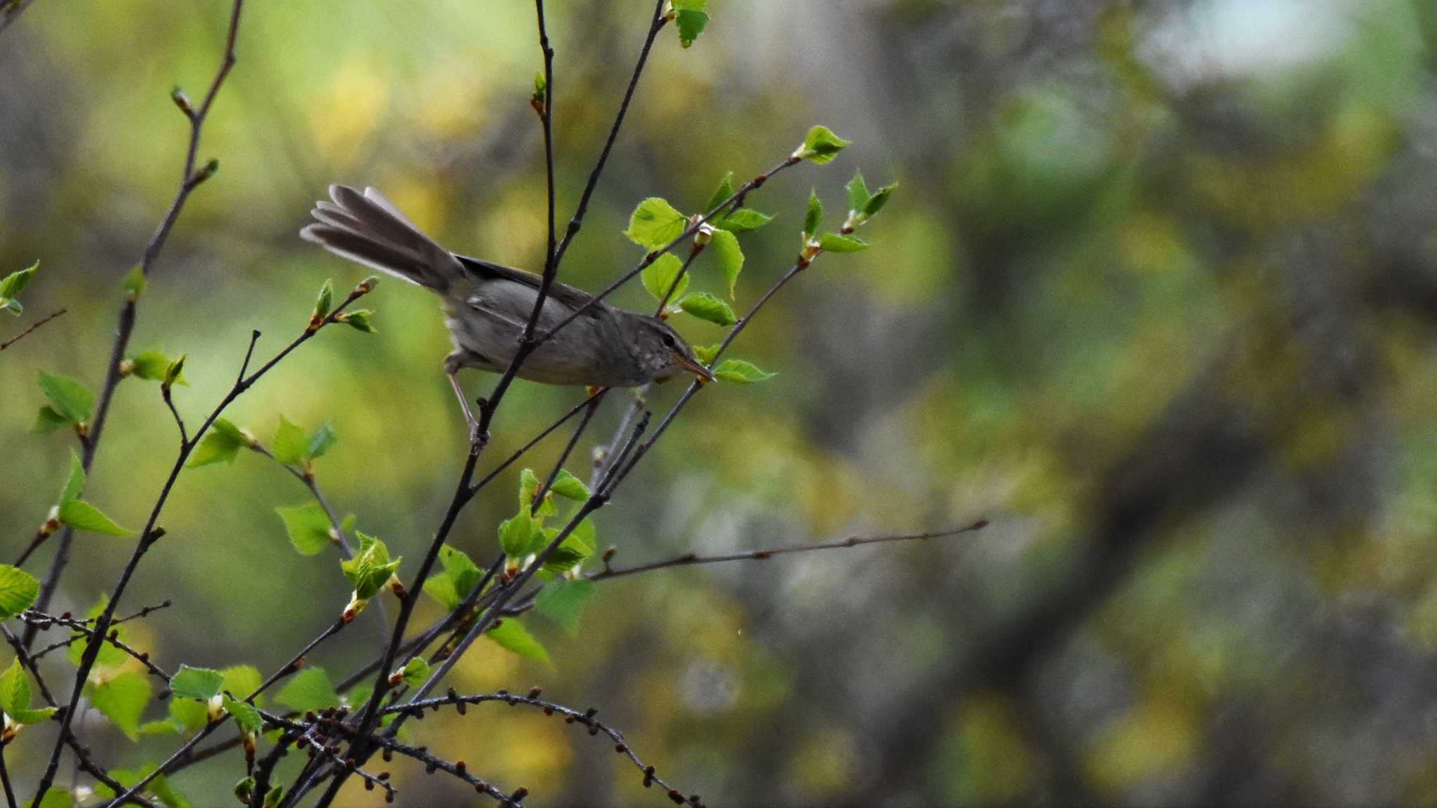 Japanese Bush Warbler