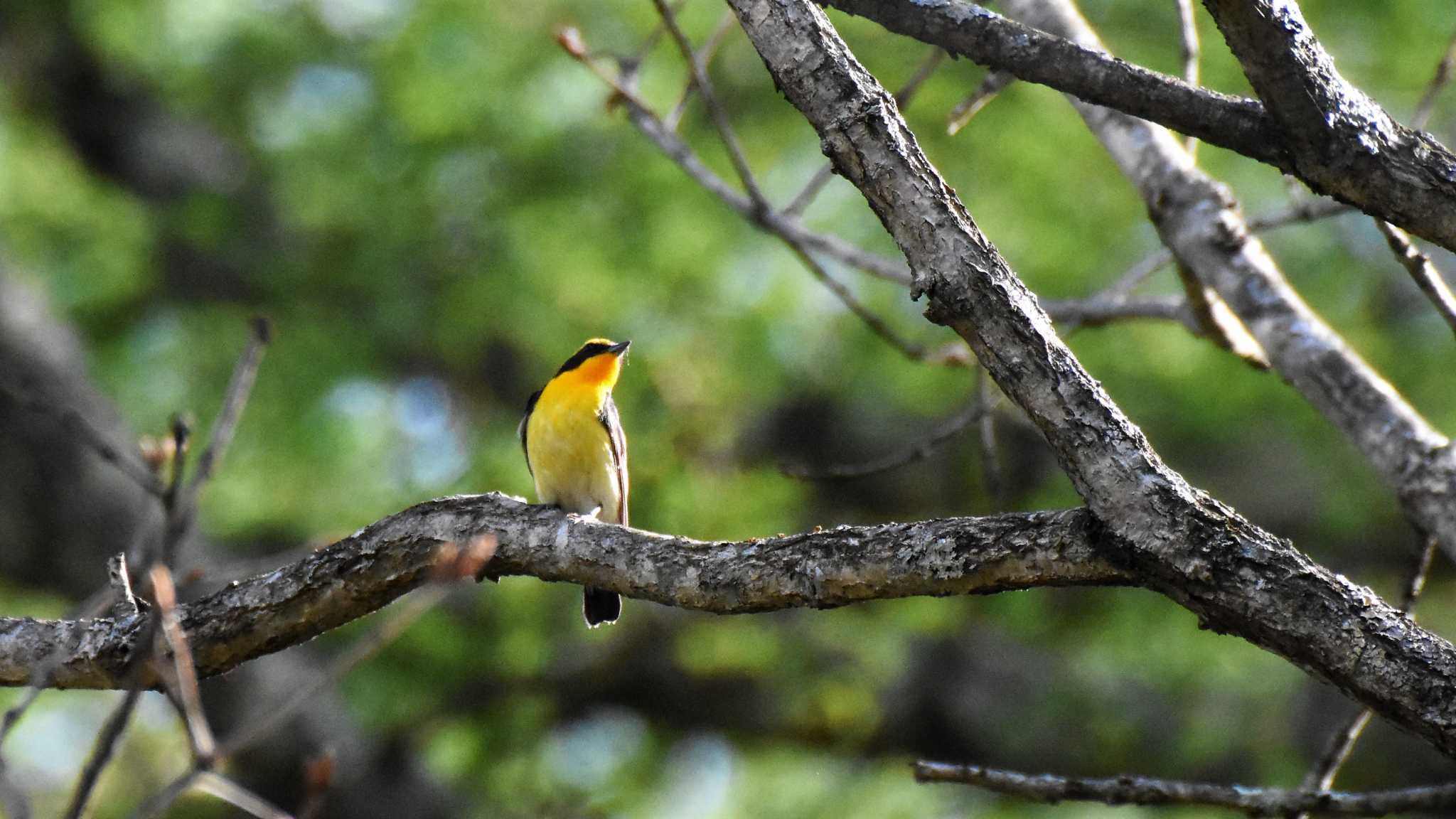 Photo of Narcissus Flycatcher at 八ヶ岳ふれあい公園 by ao1000