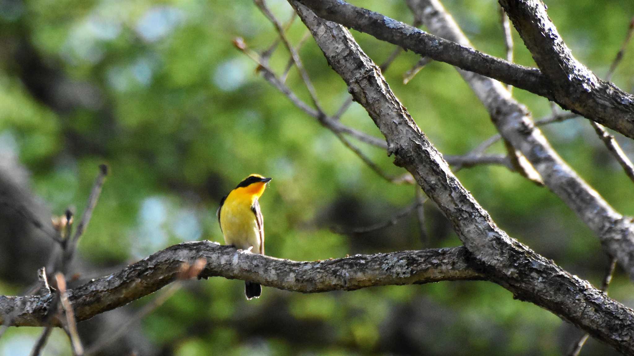 Narcissus Flycatcher