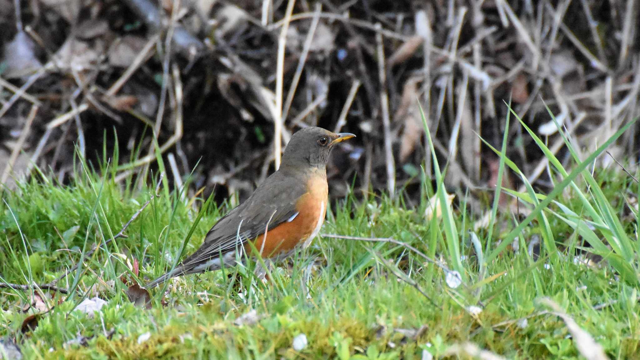 Brown-headed Thrush