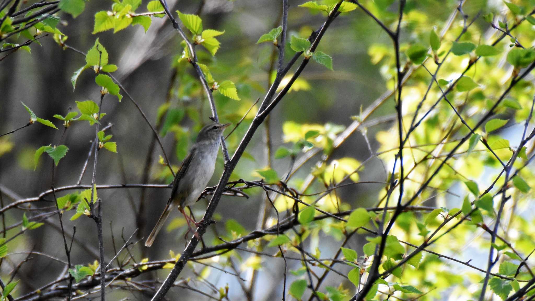 Photo of Japanese Bush Warbler at 八ヶ岳ふれあい公園 by ao1000