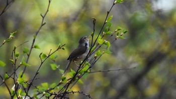 Thu, 5/5/2022 Birding report at 八ヶ岳ふれあい公園