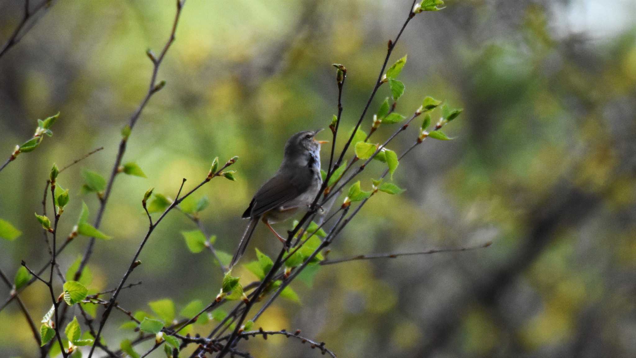 Photo of Japanese Bush Warbler at 八ヶ岳ふれあい公園 by ao1000