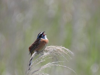 Meadow Bunting 霞ヶ浦 Tue, 5/3/2022