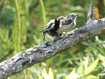 Japanese Pygmy Woodpecker 霞ヶ浦 Tue, 5/3/2022