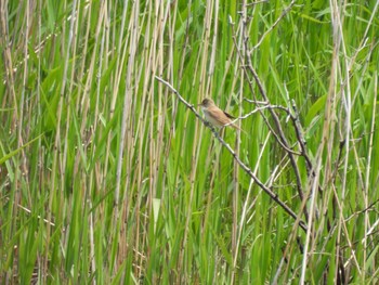 Oriental Reed Warbler 霞ヶ浦 Tue, 5/3/2022