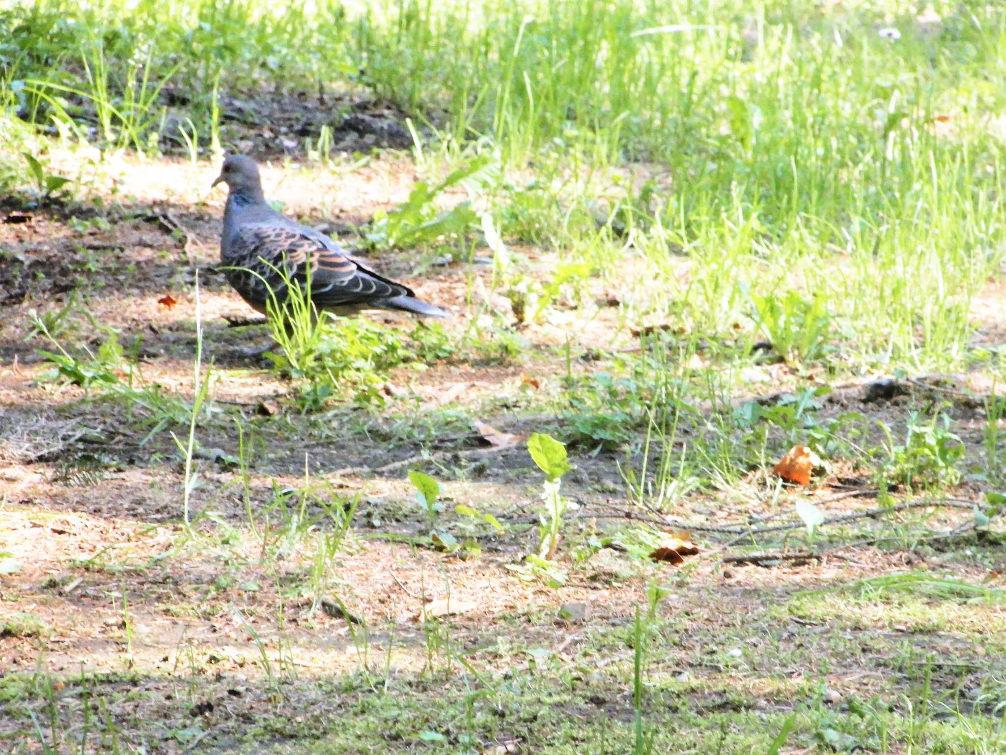 Oriental Turtle Dove