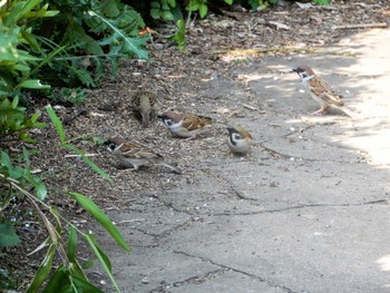 Thu, 5/5/2022 Birding report at Yoyogi Park