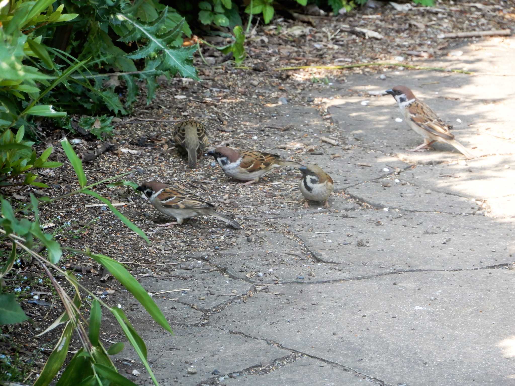 Eurasian Tree Sparrow