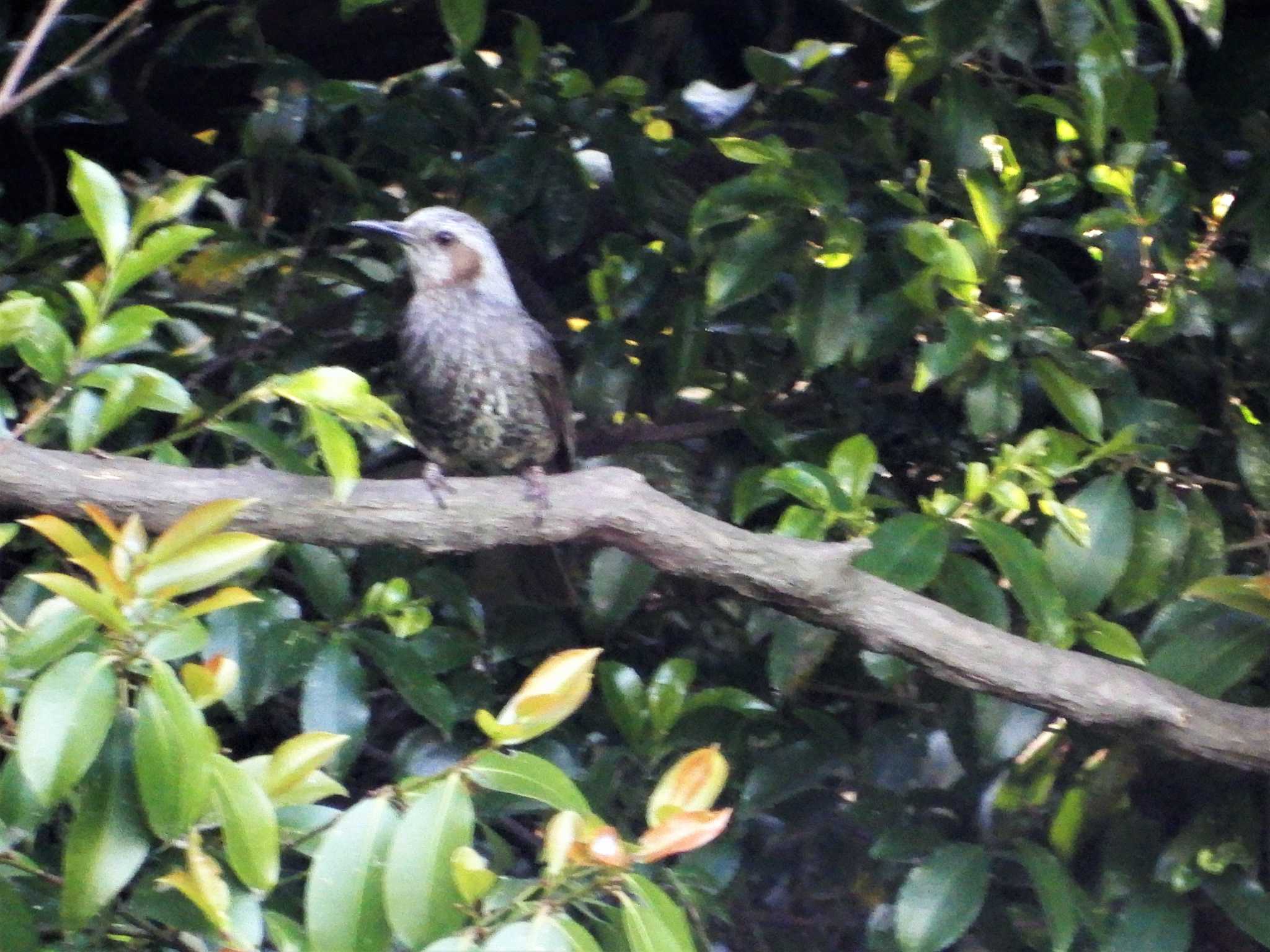 Brown-eared Bulbul