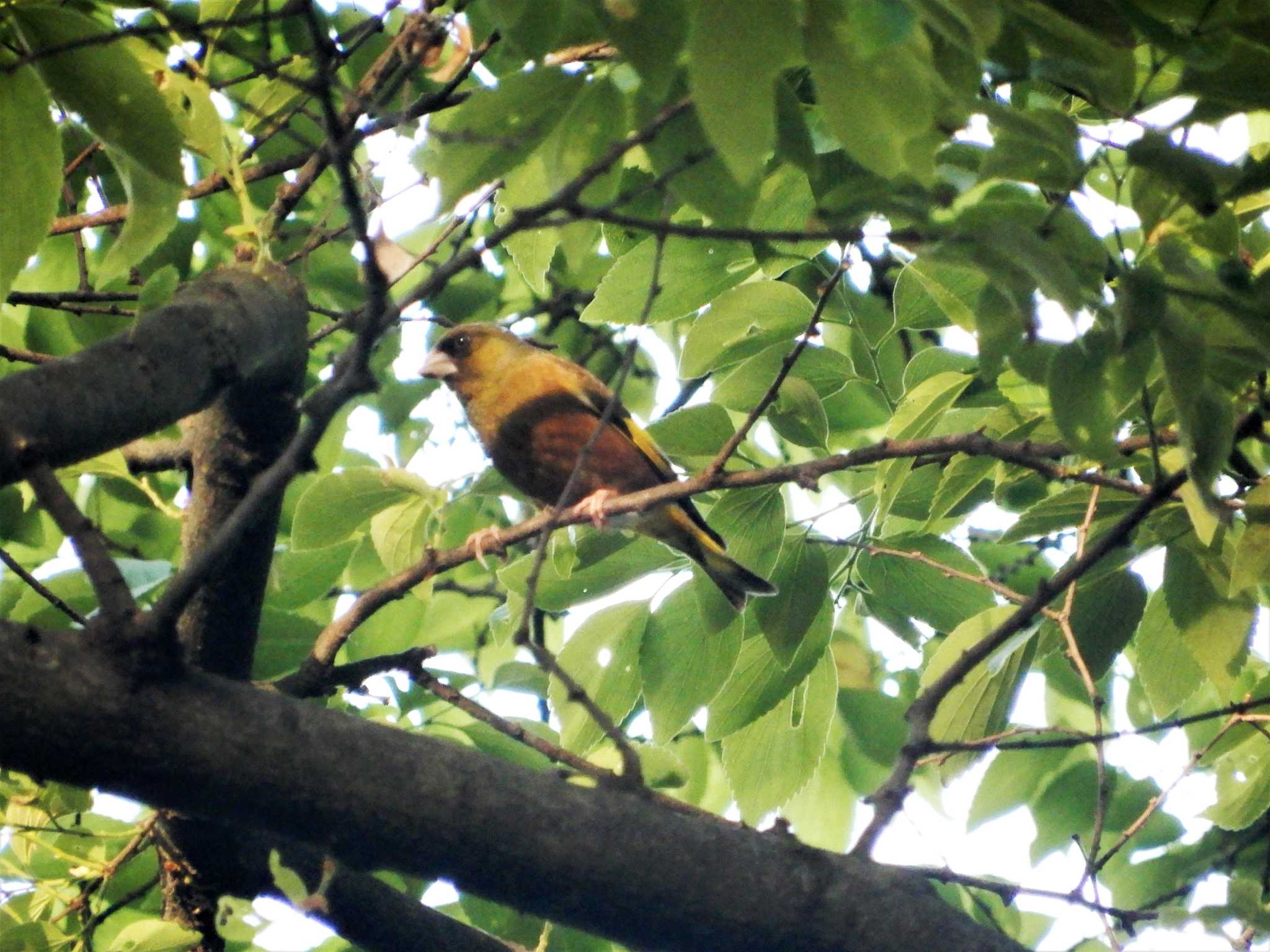 Grey-capped Greenfinch