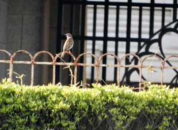 2022年5月5日(木) 明治神宮北池の野鳥観察記録