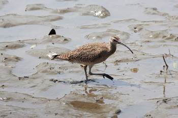 チュウシャクシギ 葛西臨海公園 2022年5月5日(木)