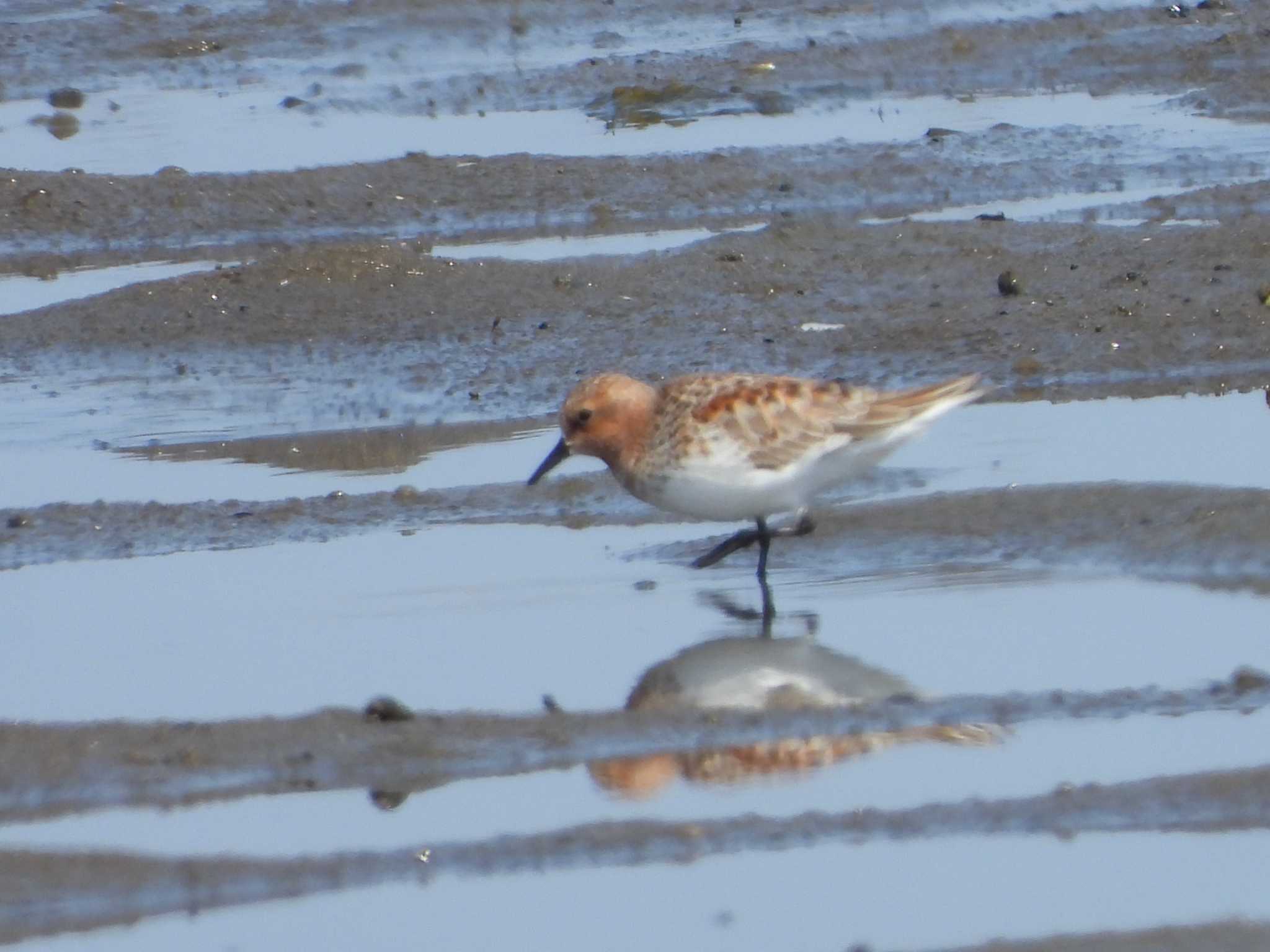 Red-necked Stint