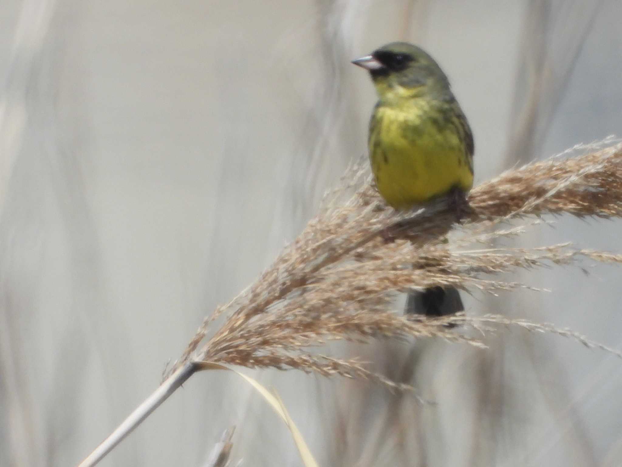 Masked Bunting