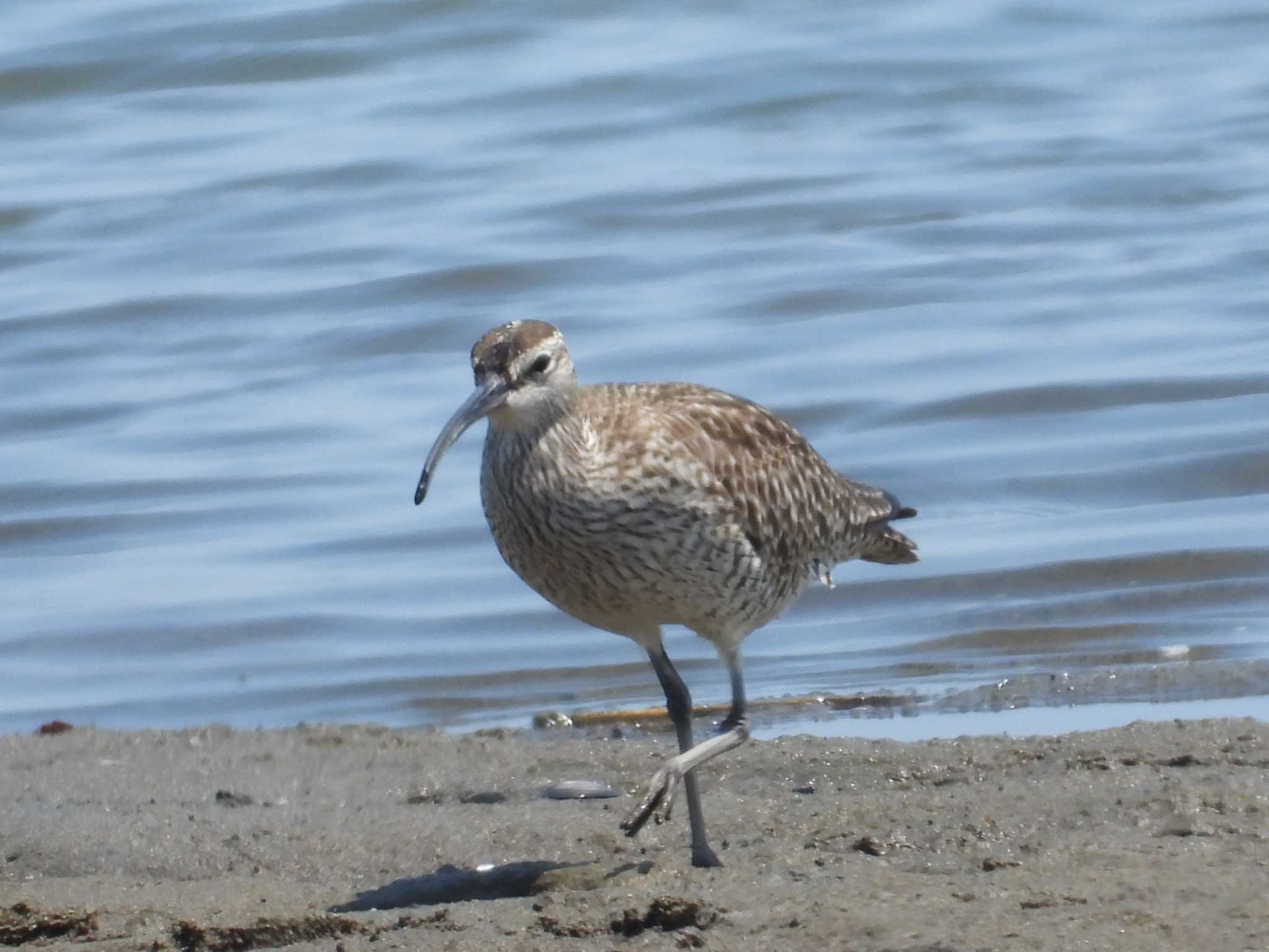 Eurasian Whimbrel