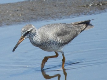 2022年5月5日(木) 蒲生干潟(仙台市)の野鳥観察記録