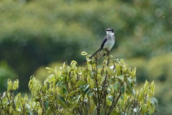 2022年4月6日(水) 奄美大島の野鳥観察記録