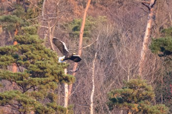 Steller's Sea Eagle 滋賀　湖北 Sun, 12/3/2017