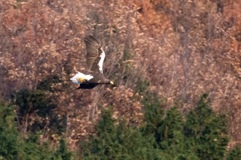 Steller's Sea Eagle 滋賀　湖北 Sun, 12/3/2017