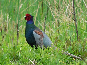 キジ 秋ヶ瀬公園付近 2022年4月24日(日)