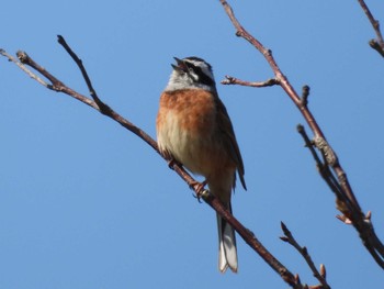 Meadow Bunting 大潟草原 Sat, 4/30/2022