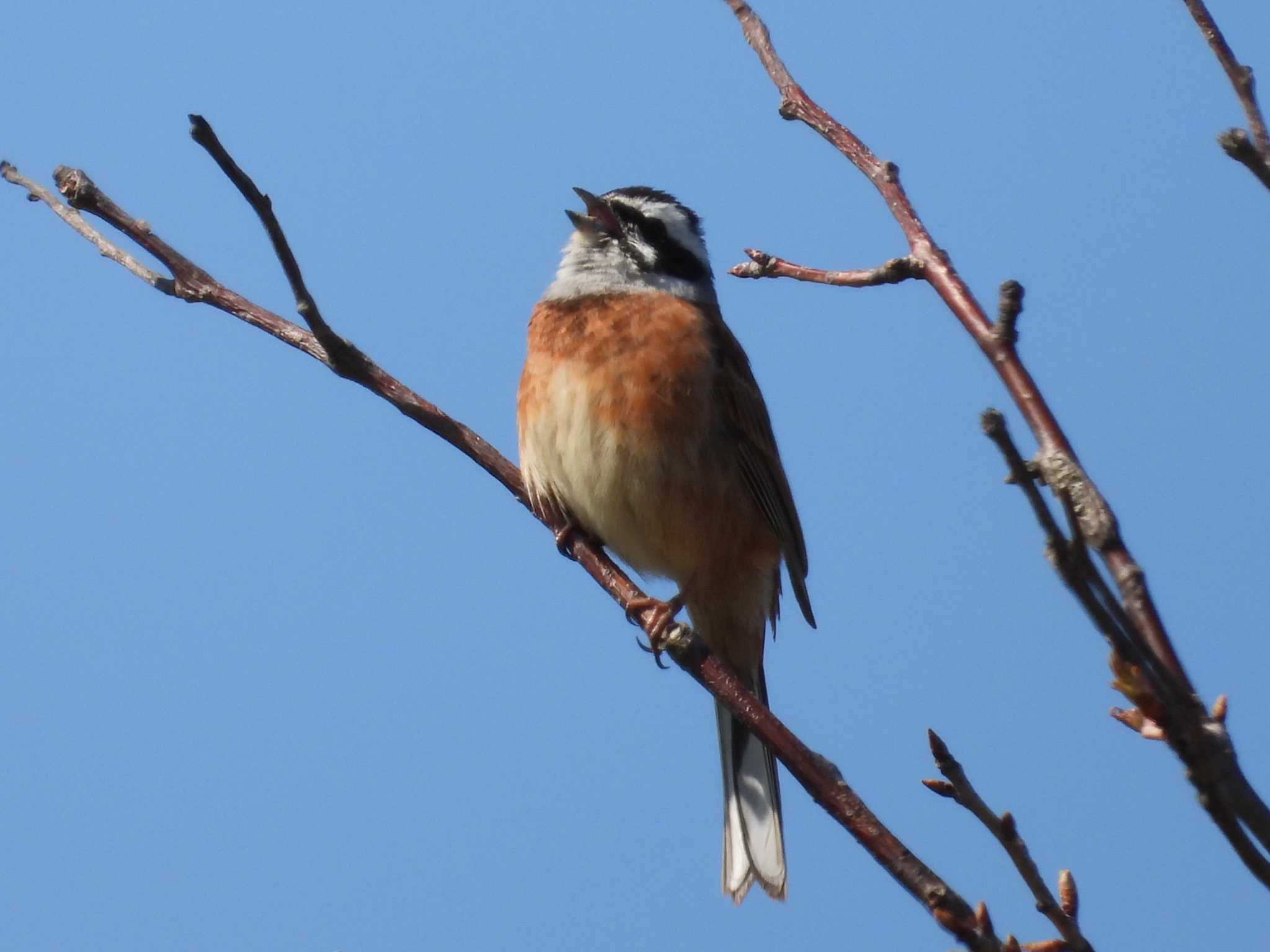 Photo of Meadow Bunting at 大潟草原 by くーちゃんねる