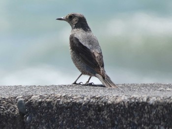 2022年4月8日(金) 御前崎の野鳥観察記録