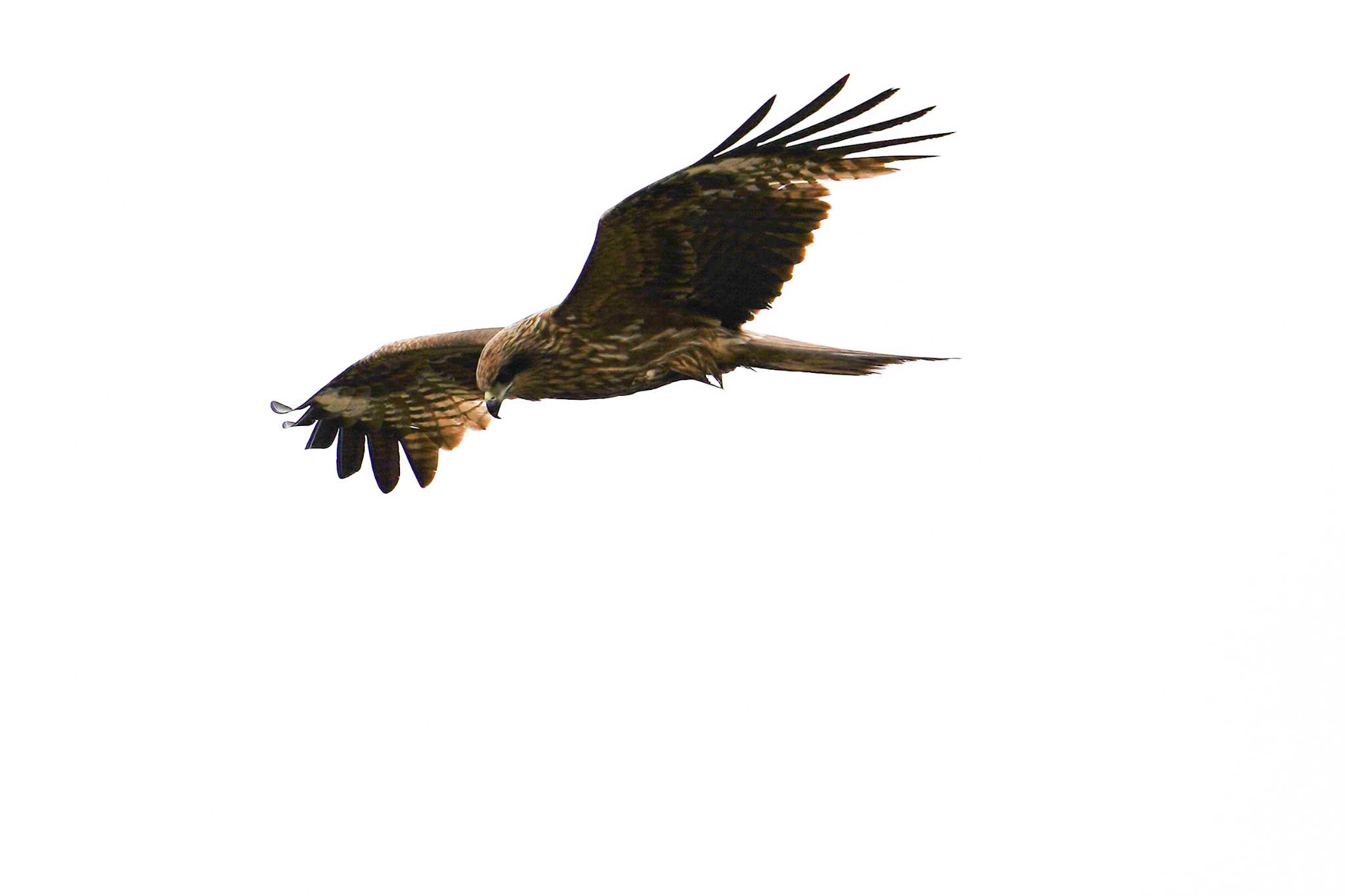 Photo of Black Kite at Lake Utonai by 98_Ark (98ｱｰｸ)