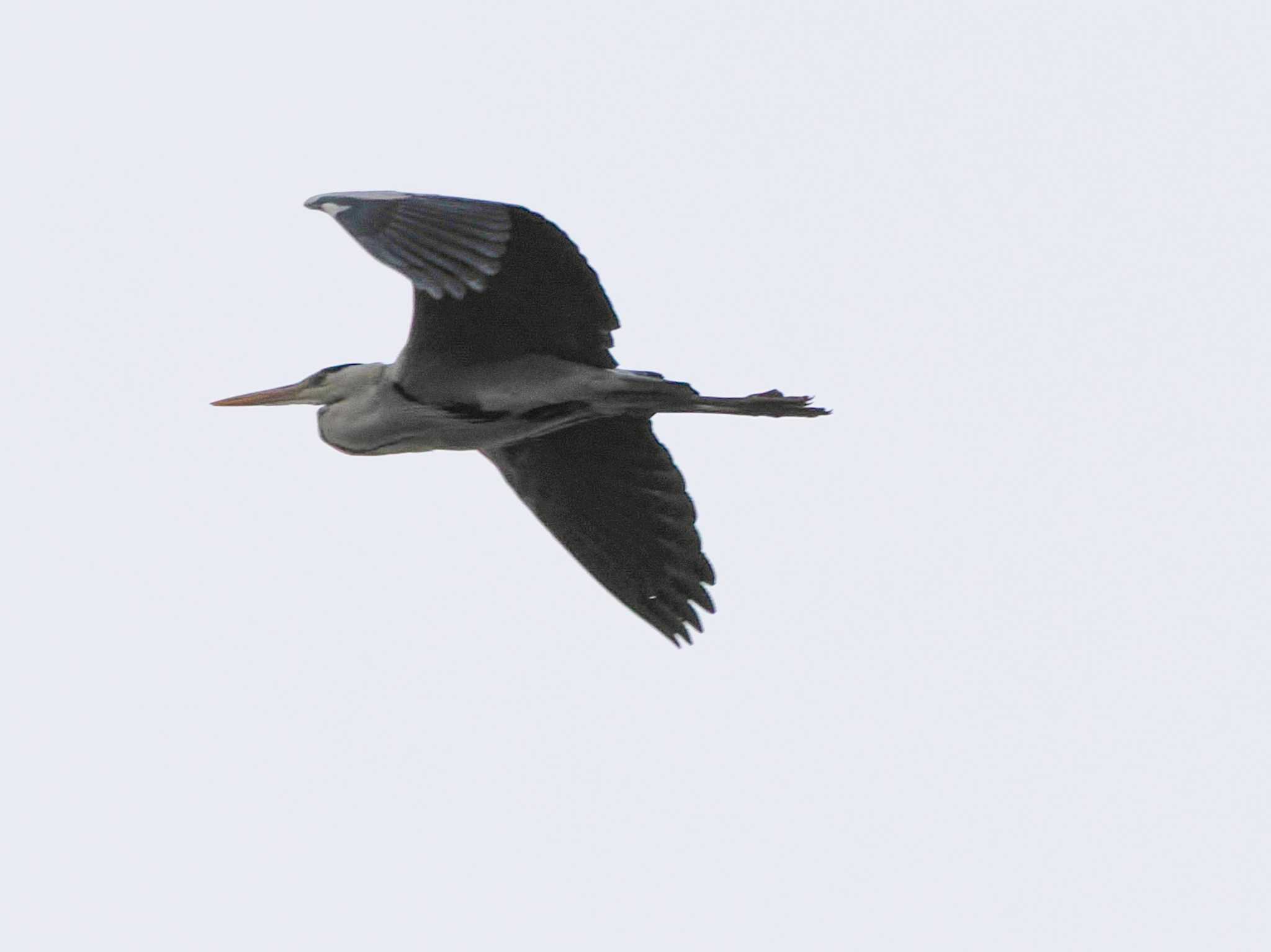 Photo of Grey Heron at Lake Utonai by 98_Ark (98ｱｰｸ)