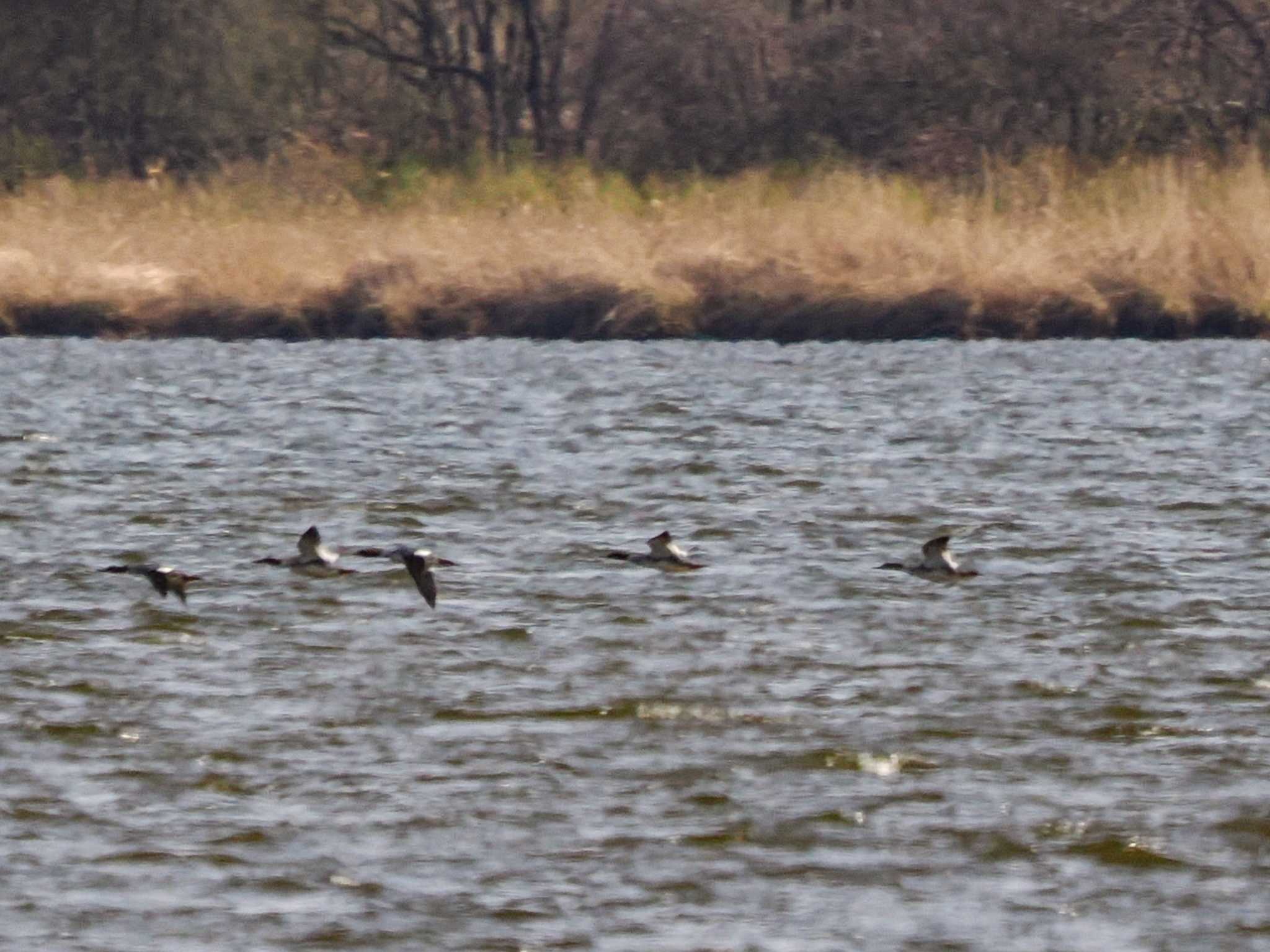 Common Merganser