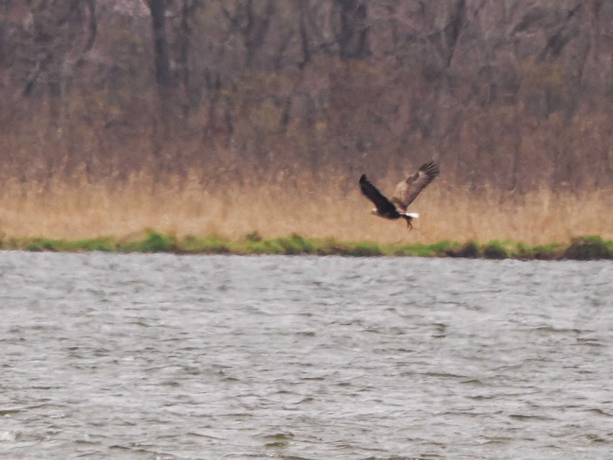 White-tailed Eagle