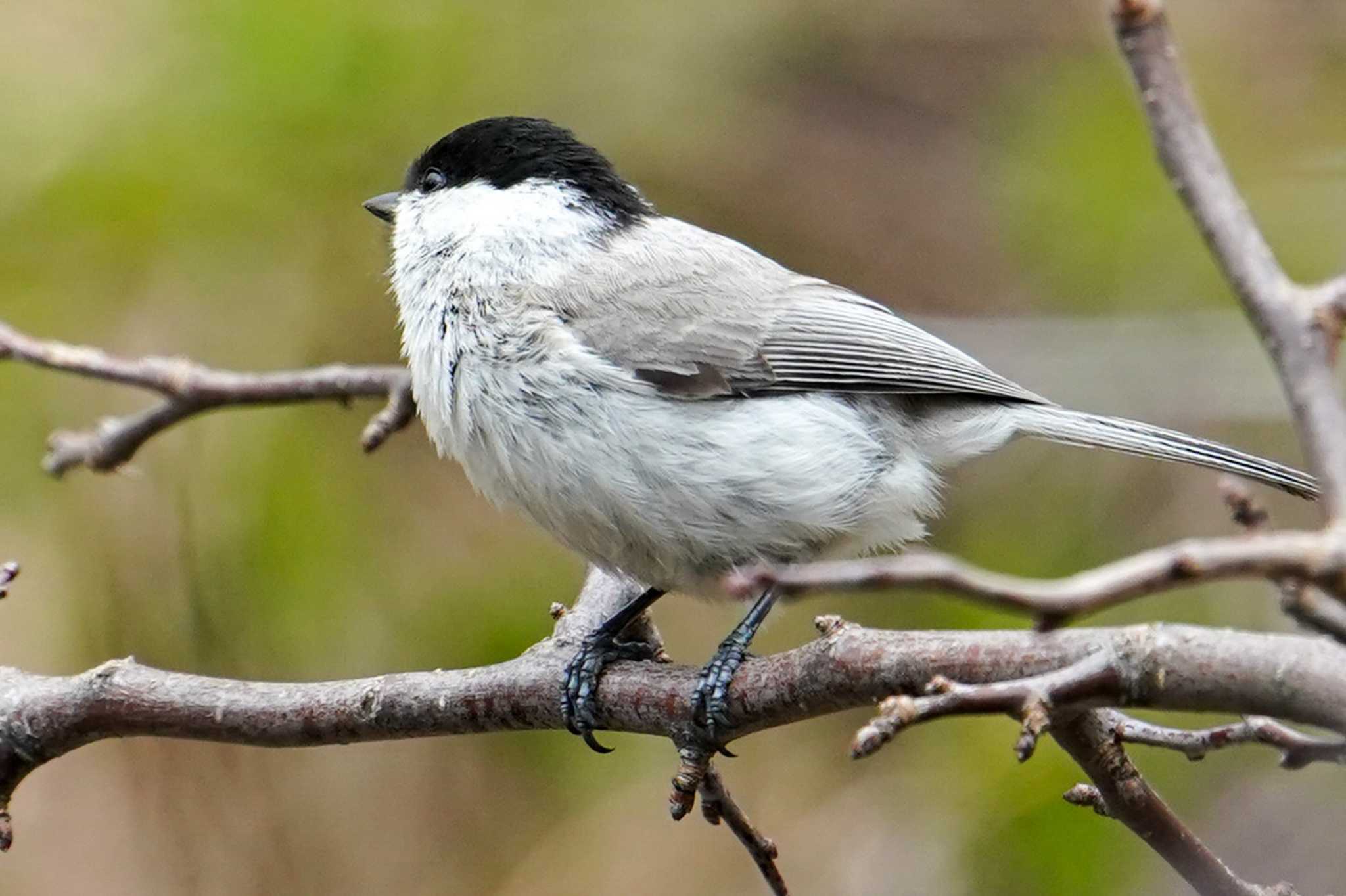 Photo of Marsh Tit at Lake Utonai by 98_Ark (98ｱｰｸ)