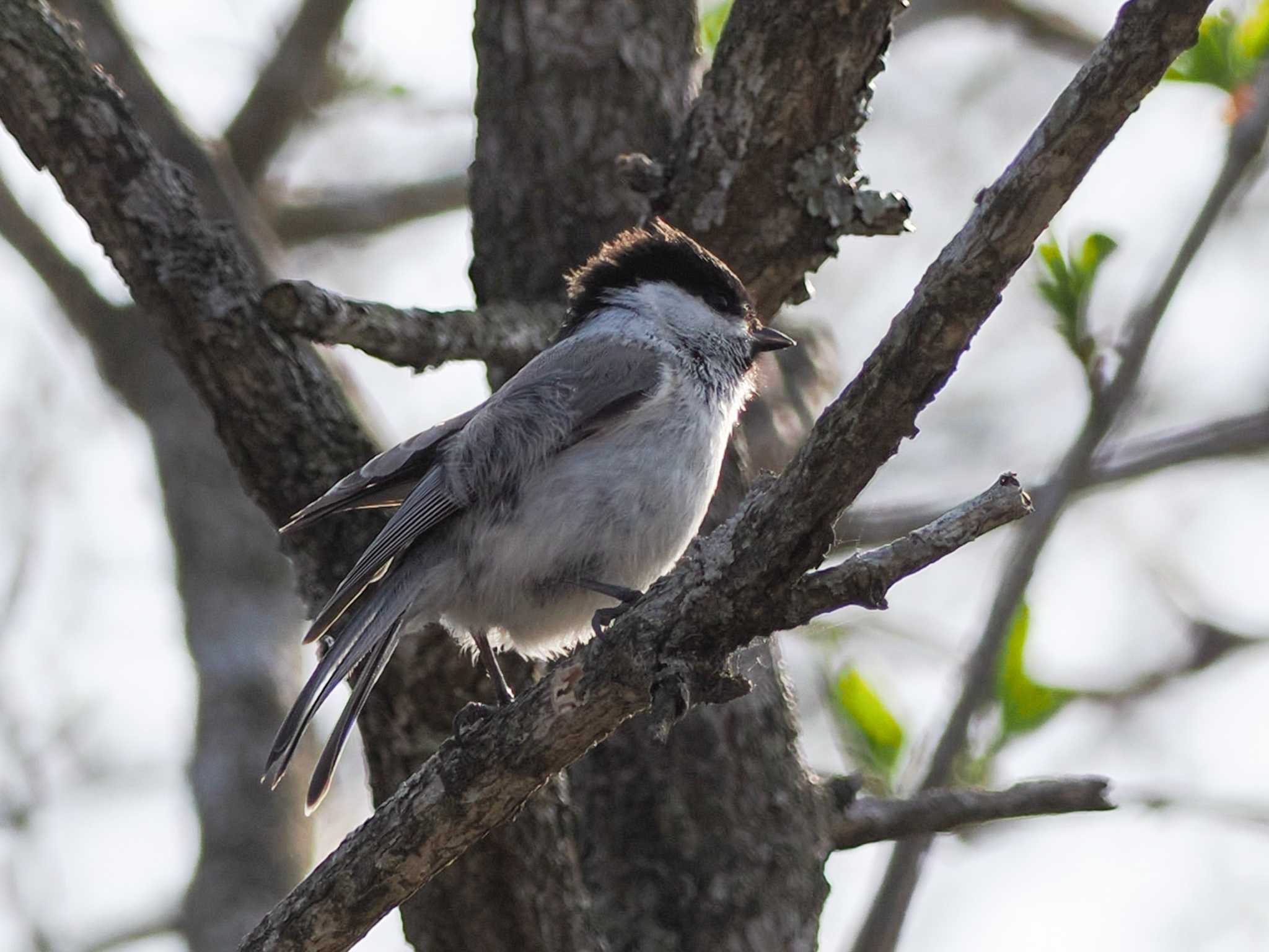 Marsh Tit