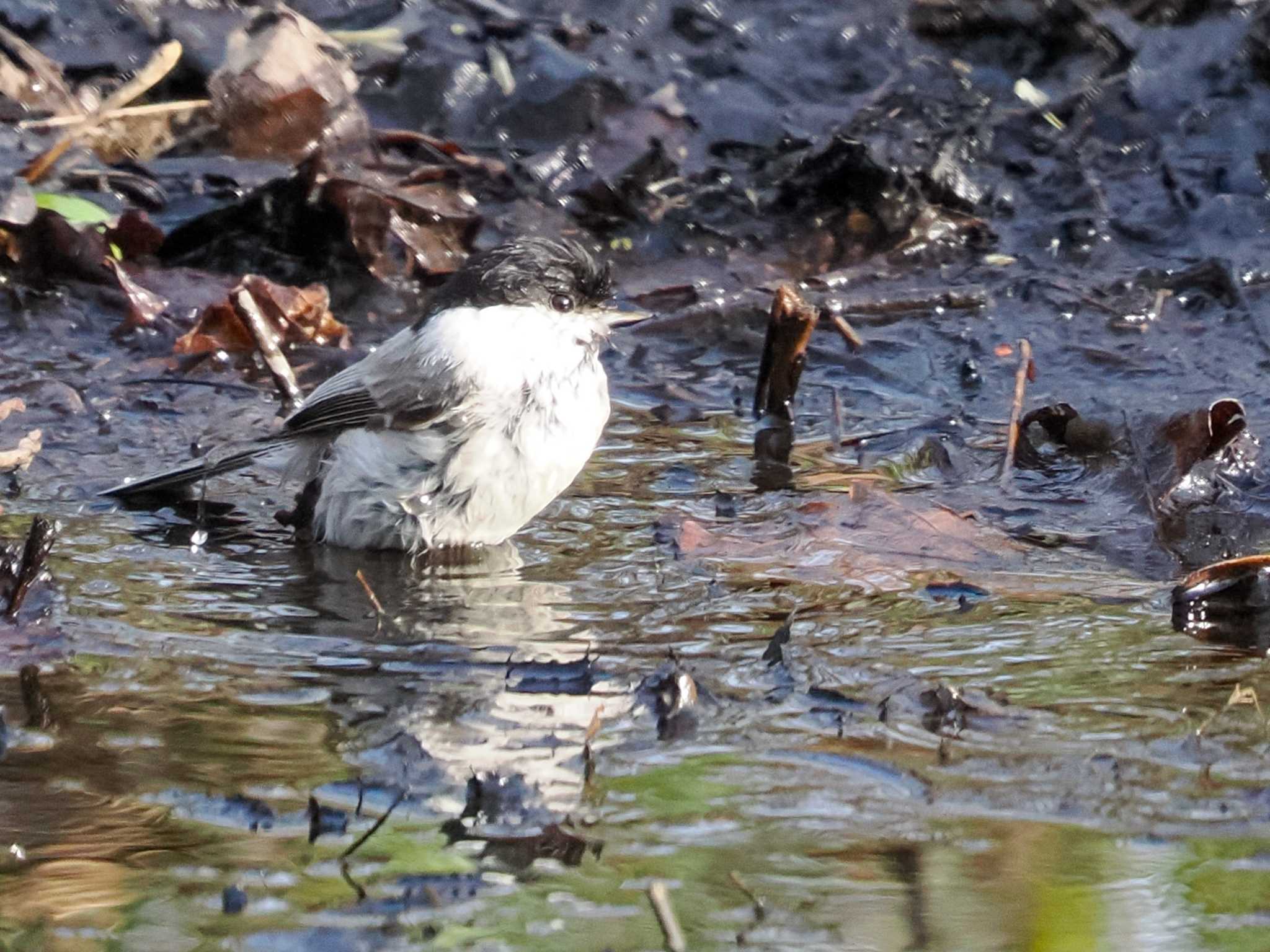 Marsh Tit