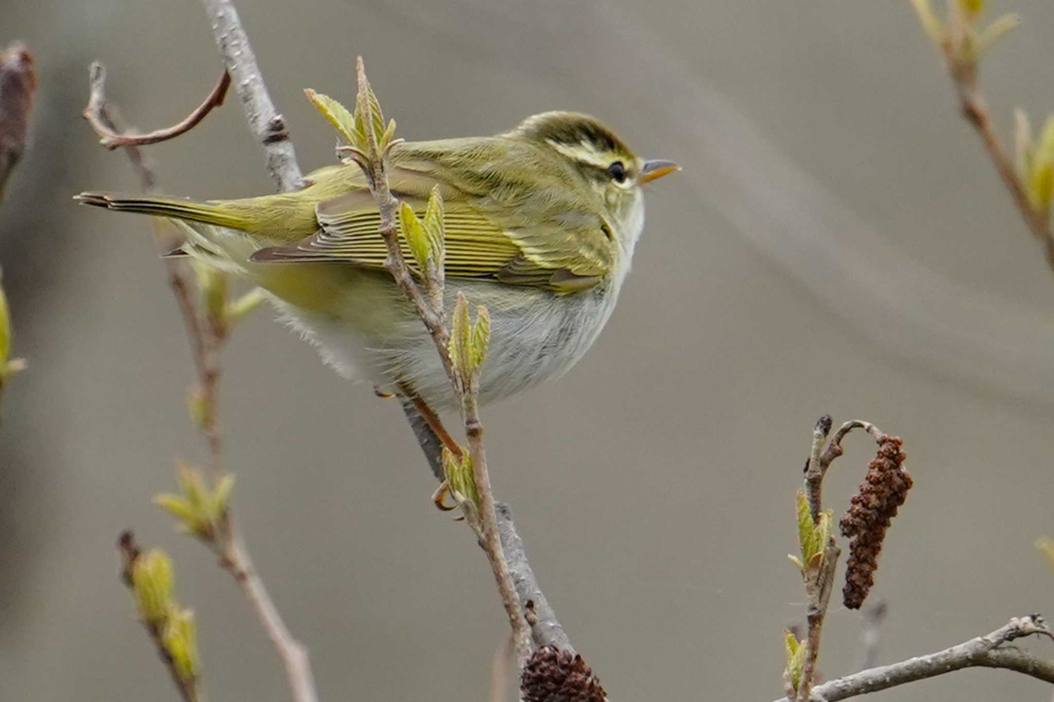 Eastern Crowned Warbler