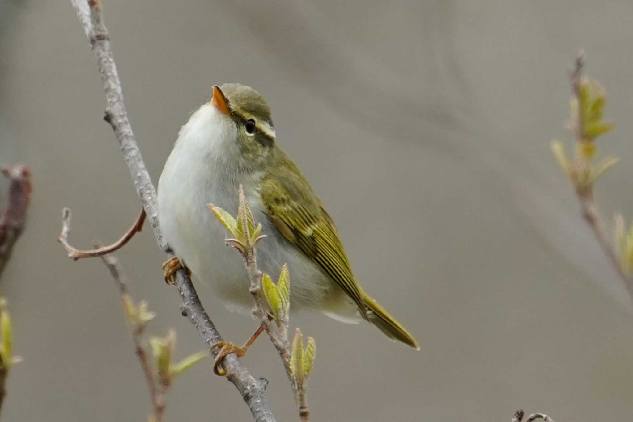 Eastern Crowned Warbler