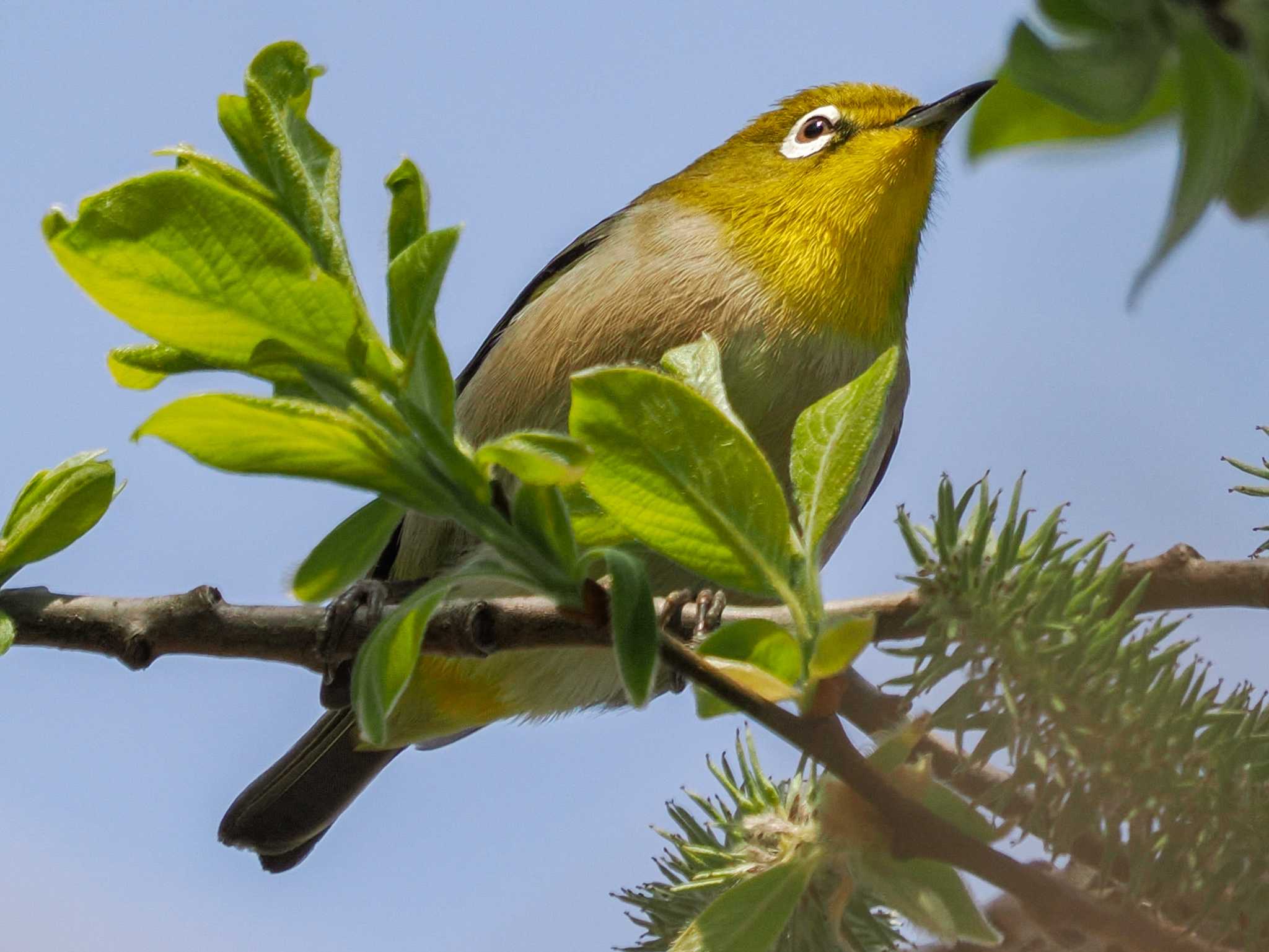 Warbling White-eye