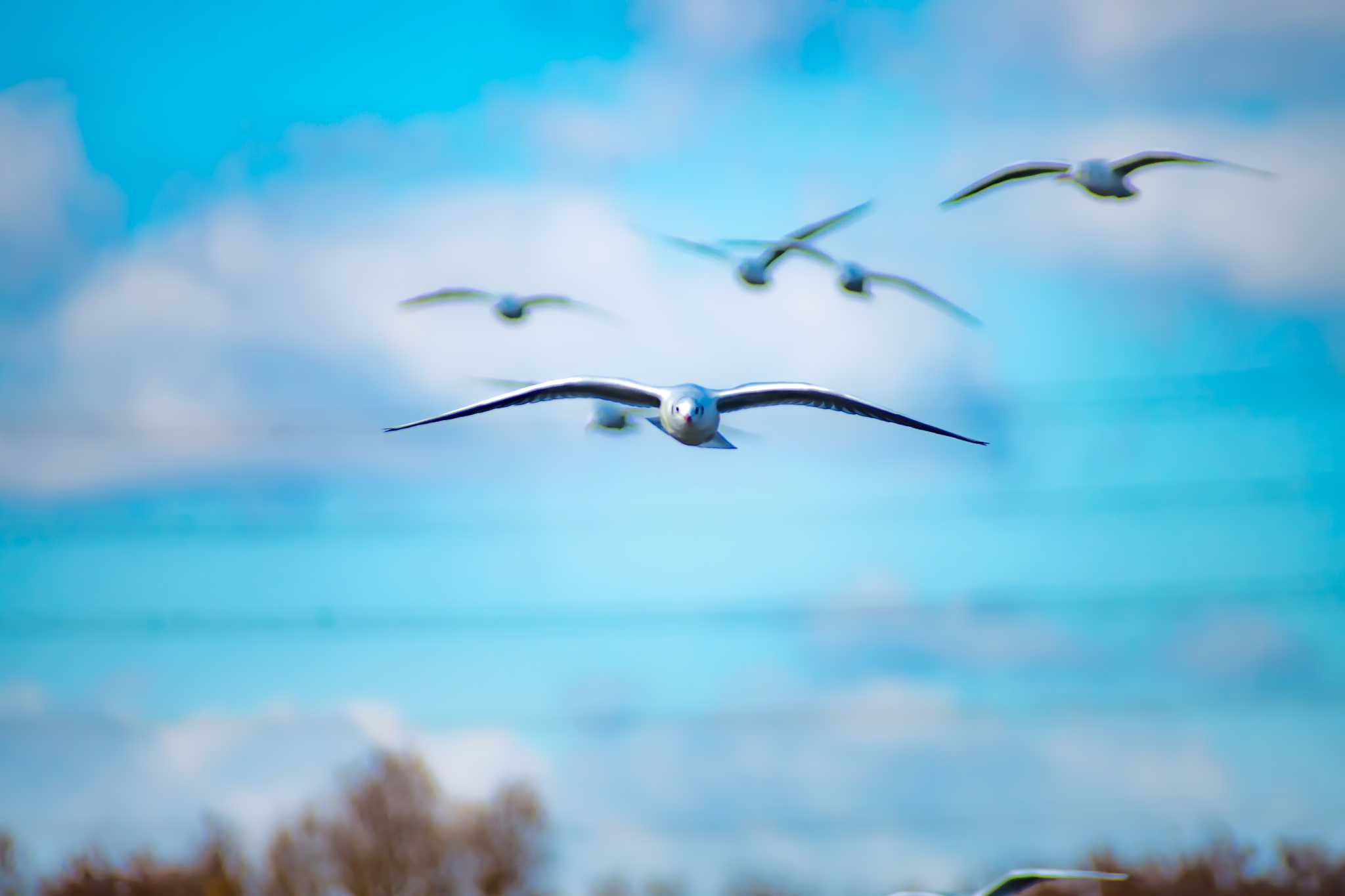 Photo of Black-headed Gull at Oizumi Ryokuchi Park by tatsuya