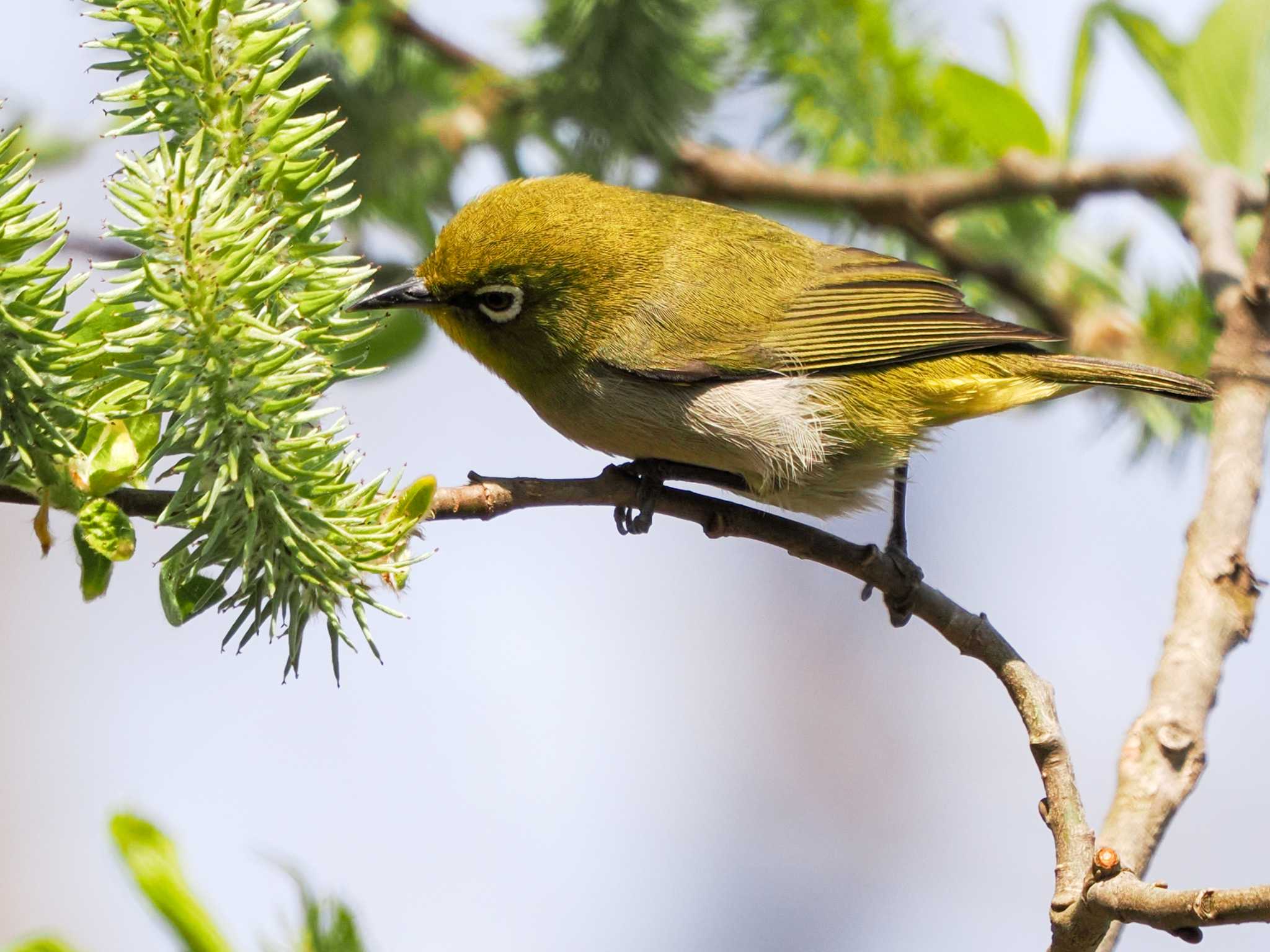 Photo of Warbling White-eye at Lake Utonai by 98_Ark (98ｱｰｸ)