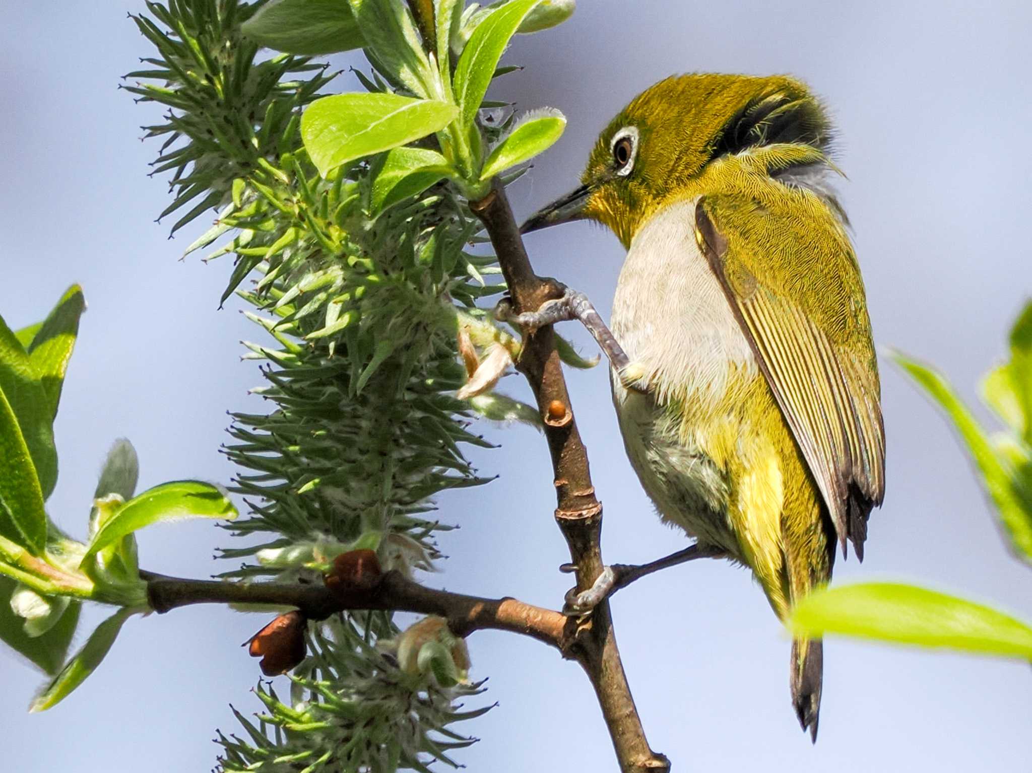 Warbling White-eye