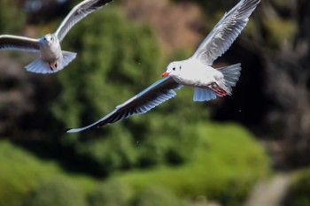 Black-headed Gull Oizumi Ryokuchi Park Sat, 12/2/2017