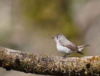 コサメビタキ 軽井沢野鳥の森 2022年5月3日(火)